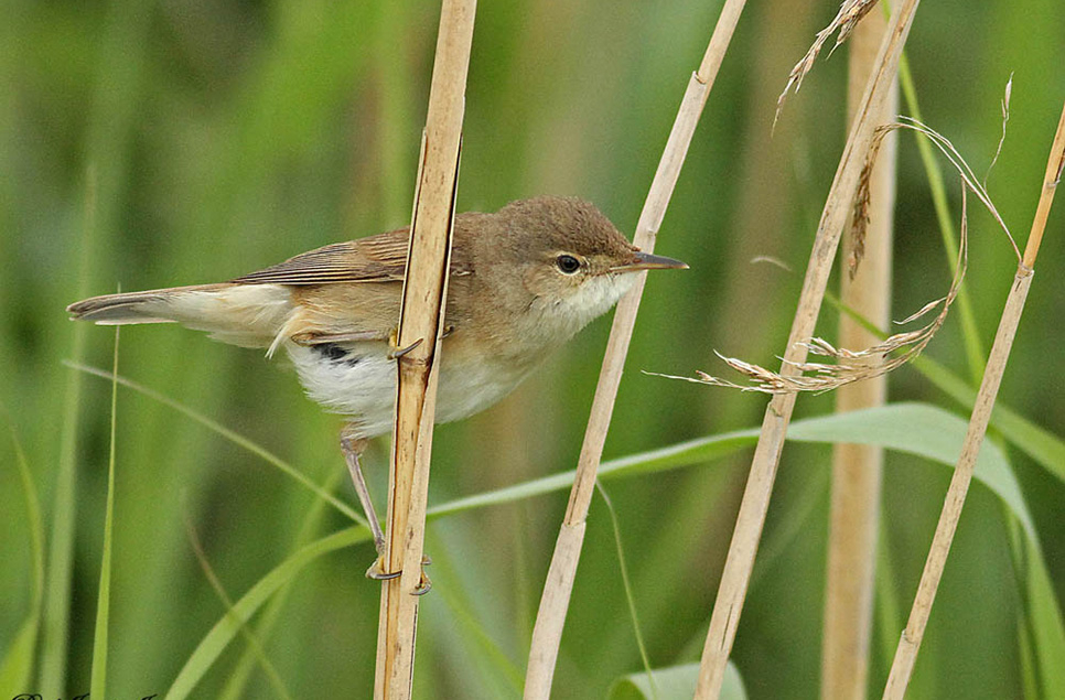 Recent Sightings 21st May 2024